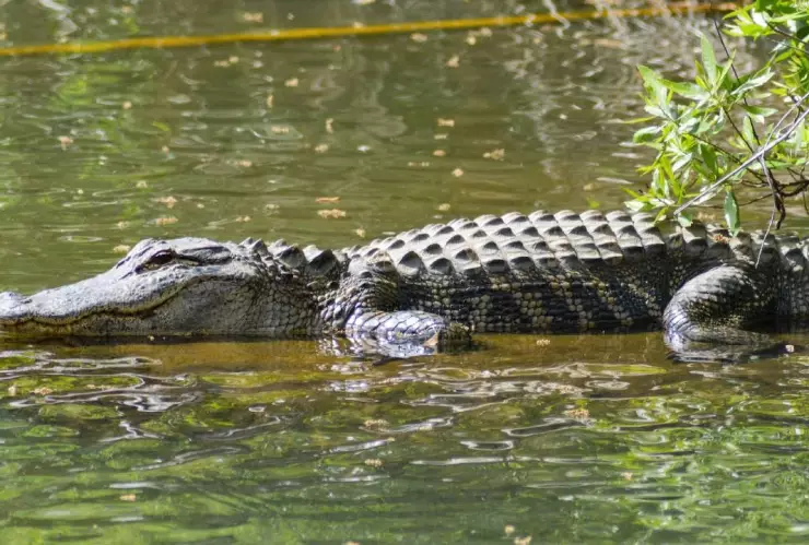 ¡De miedo! Un cocodrilo se pasea con un cadáver en la laguna