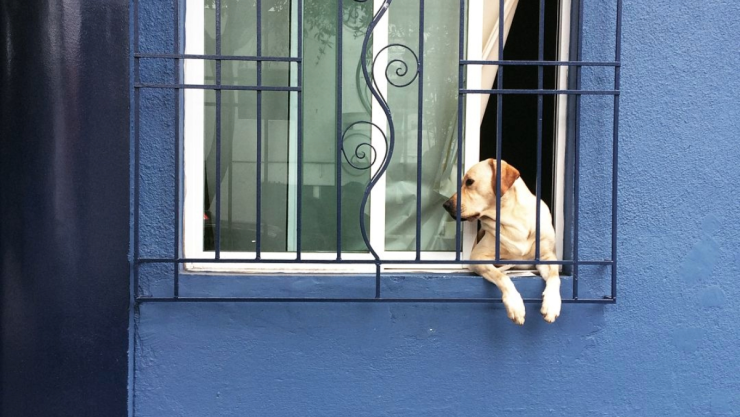 La razón de por qué a los perros les encanta mirar por la ventana
