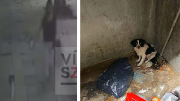VIDEO_ ¡Como basura!, Tiró a su perrita al bote
