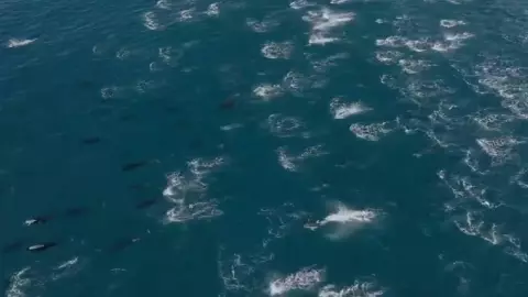 Video: Más de 2.000 delfines forman una ‘super manada’ en California, ¿A qué se debe?