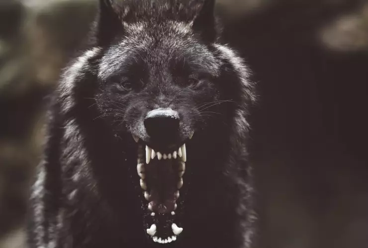 Video desde Catemaco reabre debate tras captar supuesto nahual