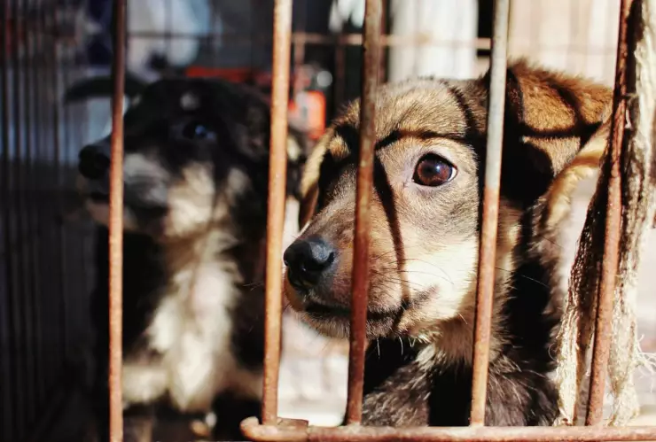 ¿El maltrato animal se relaciona con la psicopatía? Esto es lo que debes saber