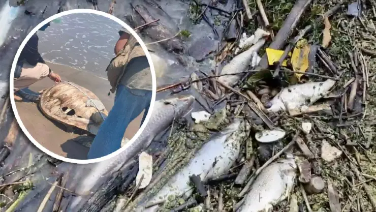 Hallan tortuga marina y peces muertos en Cazones; habitantes reportan presencia de hidrocarburo