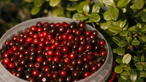 Los arándanos rojos son antioxidantes naturales ue evitan la retención de líquidos