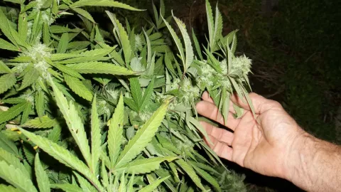 méxico plantea despenalizacion de la marihuana