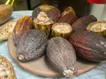 chocolate-en-México-como-ha-crecido-la-industria