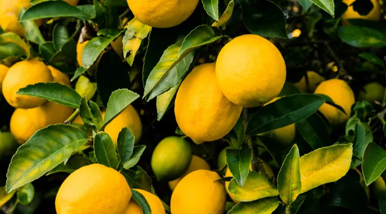 ¿Dónde poner el árbol de limón para atraer dinero?