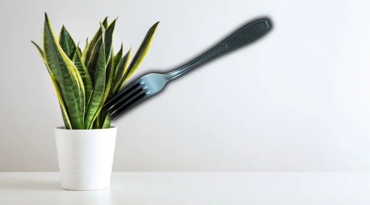 Para qué sirve poner un tenedor de metal en la lengua de suegra
