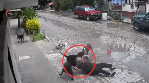 PERROS ATACAN A MUJER