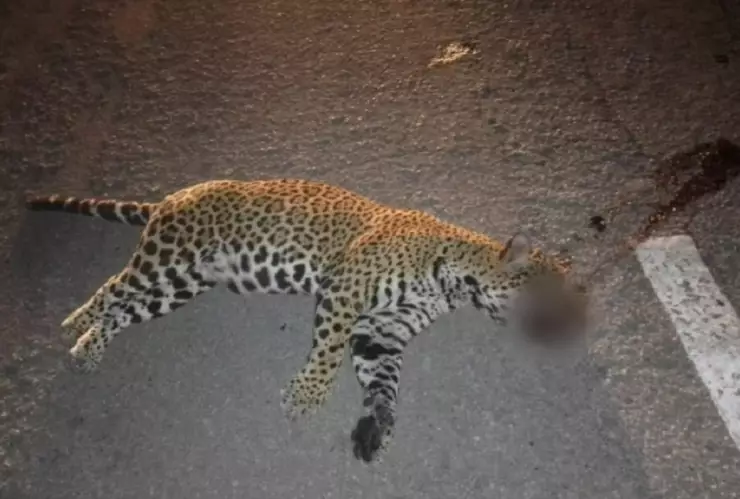 JAGUAR ATROPELLADO CANCÚN.jpg