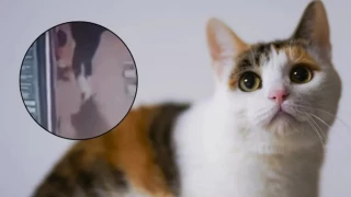 El Cuba pateó un gato hasta matarlo