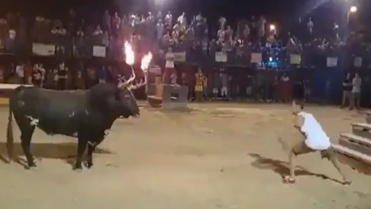 Toro embiste a hombre