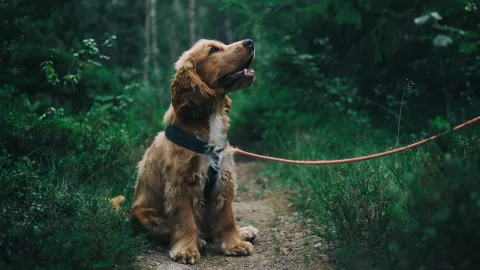 día-del-perro-2023-21-de-julio-México-cuanto-cuesta-tener-un-peludito