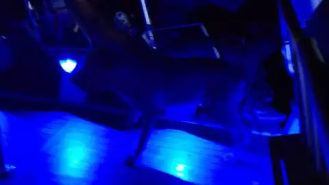 Perrito cruza solo en barco de Isla Mujeres a Cancún