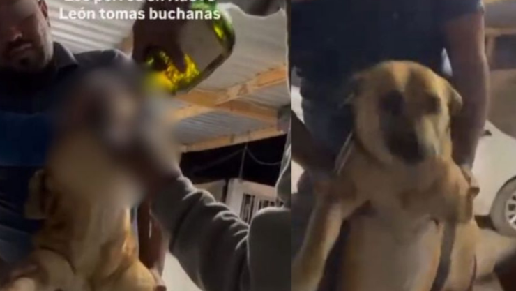 perro whisky en Aramberri Nuevo León