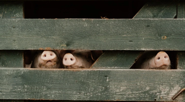 zoonosis qué es ejemplos enfermedades