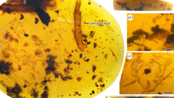 araña ambar huevecillos.jpg