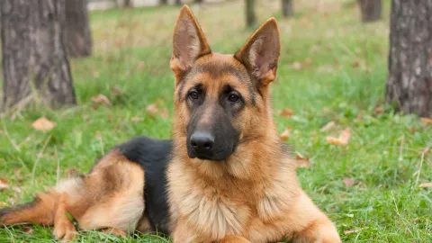 perro