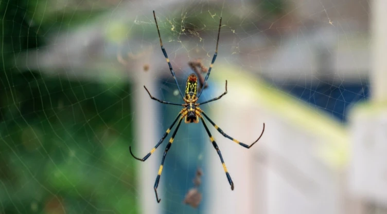 Arañas venenosas invaden Nueva York en Estados Unidos