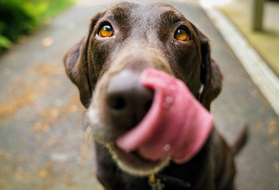 Perrito