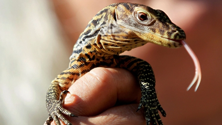 reptiles mundo peligro de extincion