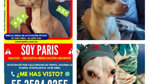 Perritos perdidos.jpeg