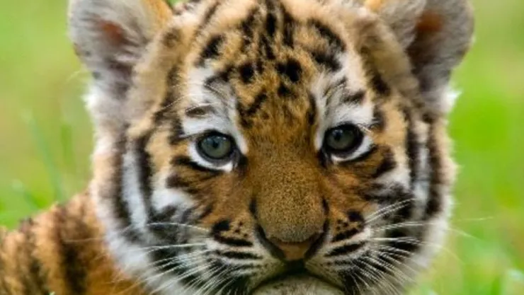 tigre
