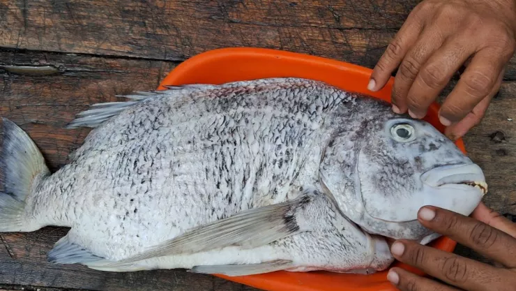 Pez Sargo en Veracruz