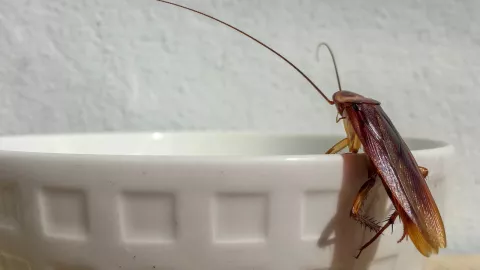 Remedios para acabar con las cucarachas
