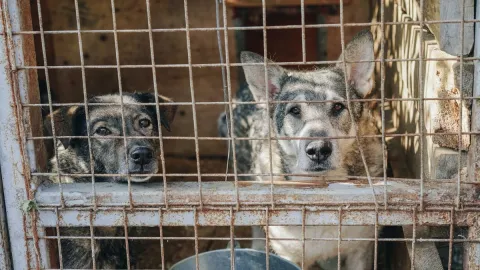 ¿Tacos de suaperro”? Captan supuesta cabeza de perro en tronco de taquería Ciudad de México