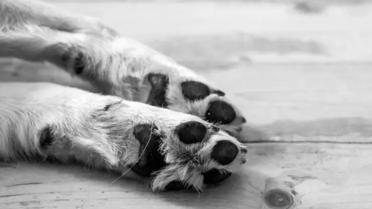 Aplicarán sanción a propietaria del perro que murió ahorcado en la Supermanzana 259 de Cancún.jpg