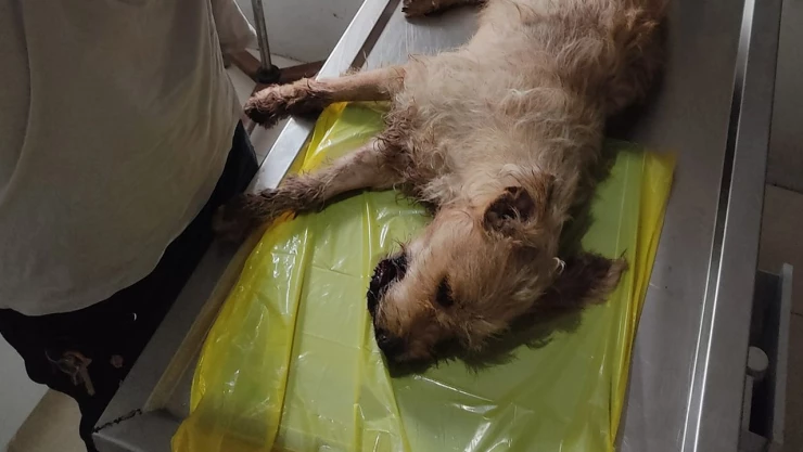 Cohete explota mandíbula de perrita