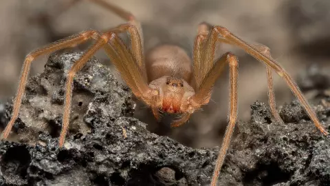 Tiempo que tarda en hacer efecto el veneno de la araña violinista después de la picadura.