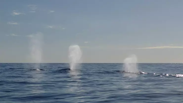 Ballenas rodean embarcación en Zihuatanejo durante el torneo Canoas de pesca del Marlin.jpg