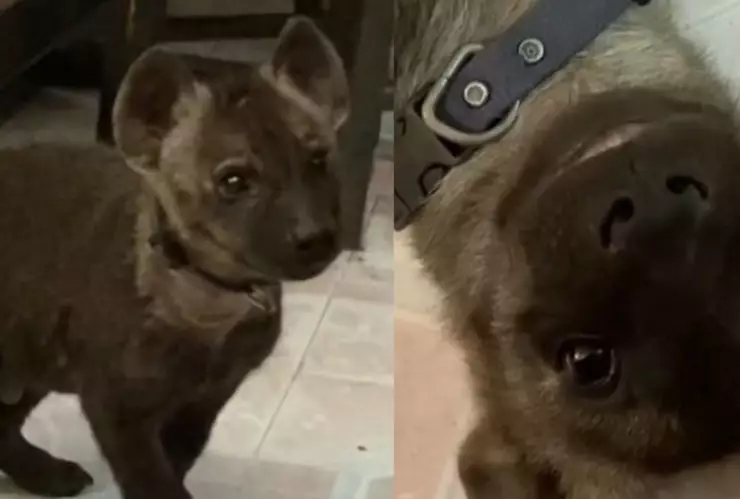 Mujer rescata una hiena tras confundirla con un perro