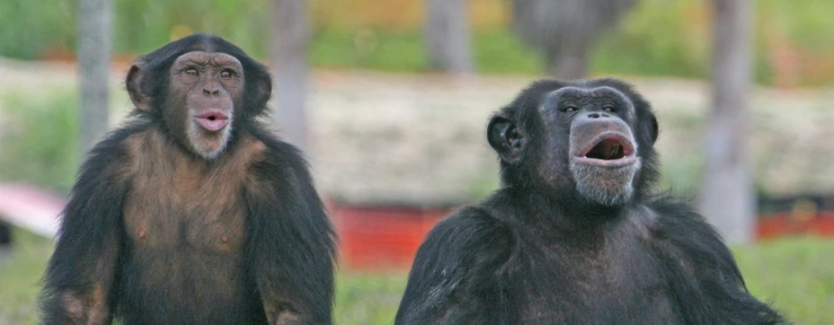 Chimpancés