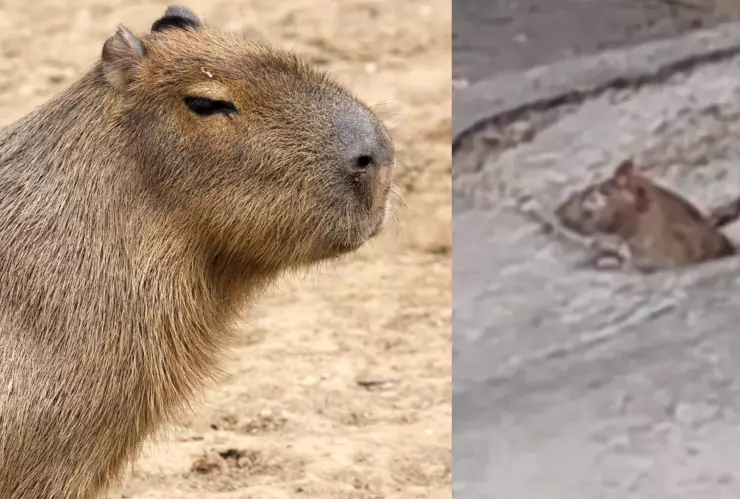 ¡Tía, Mira un Capibaya! Niño confunde a rata con un capibara y se viraliza en TikTok_ VIDEO.jpg