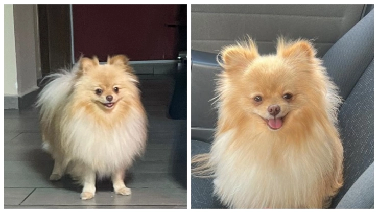 Roban perro pomerania mini durante atraco a camioneta en San luis Potosí