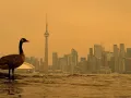 Incendios en Canadá ponen en riesgo a personas y animales