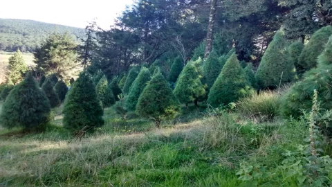 cortar tu árbol navideño 2023 en Puebla