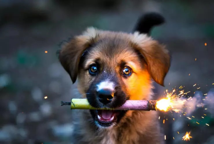 ¡Crueldad animal! Adolescentes matan a perrito tras colocarle pirotecnia en el hocico, en San Miguel de Allende.jpg