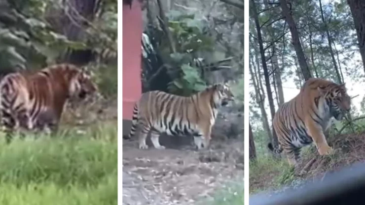 tigre de bengala tapalpa jalisco