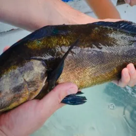 Totoaba, el pez milenario Conoce sus propiedades nutricionales y su valor cultural.jpg
