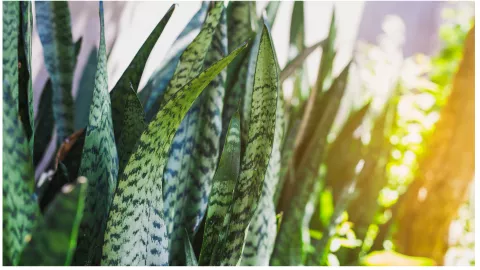 lengua de suegra beneficios