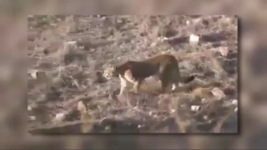 graban a puma.jpg