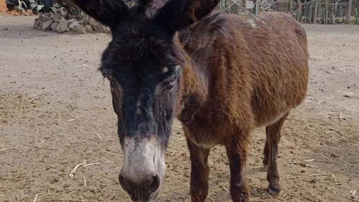 Faltan Felipe y Julieta, burros robados en el Estado de México
