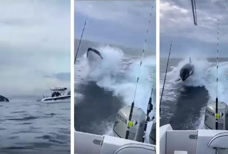 orca lancha pescadores Sinaloa