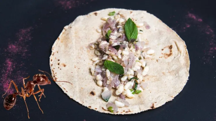 ¿Qué son los escamoles Beneficios, riesgos y secretos del caviar de hormiga.jpg