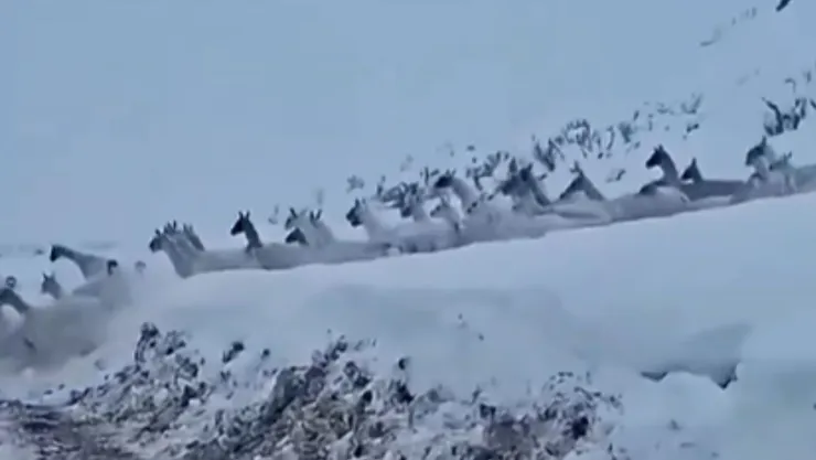 Guanacos huyen de la nieve en El Loa, Chile, en una impresionante escena natural