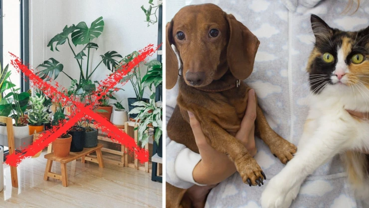 Esta planta puede hacerle mucho daño a sus perros y gatos
